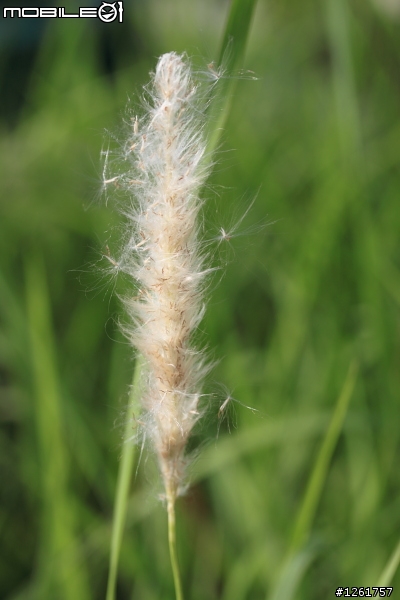 [開箱] - Canon EF-S 60mm f/2.8 Macro USM