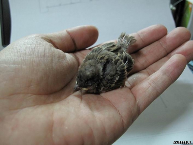 真有緣的“鳥事”(有治療鳥腿骨折經驗的版友麻煩來看一下)