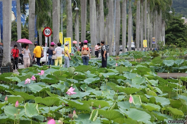 請分享最新花況!"花況分享樓"
