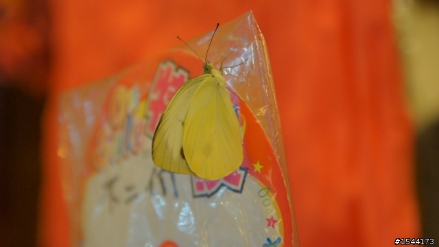 不專業SIGMA 17-70mm 2.8-4 開箱文 7/13跟新