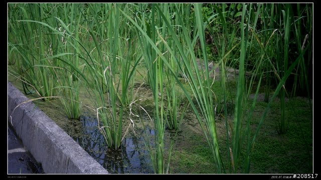 終於看到台灣的右肩：桃源谷步道越嶺 -草嶺古道