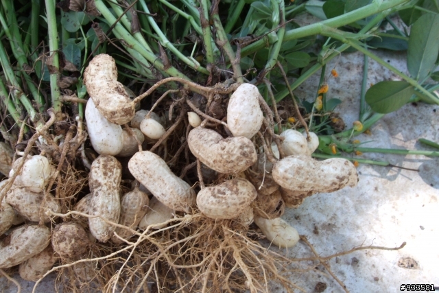 誰會做桶仔雞??(附上花生的真相哦~)