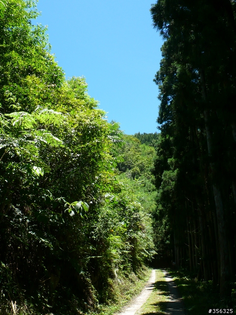 [遊記] 清石林道/霞喀羅古道夏日青爽騎