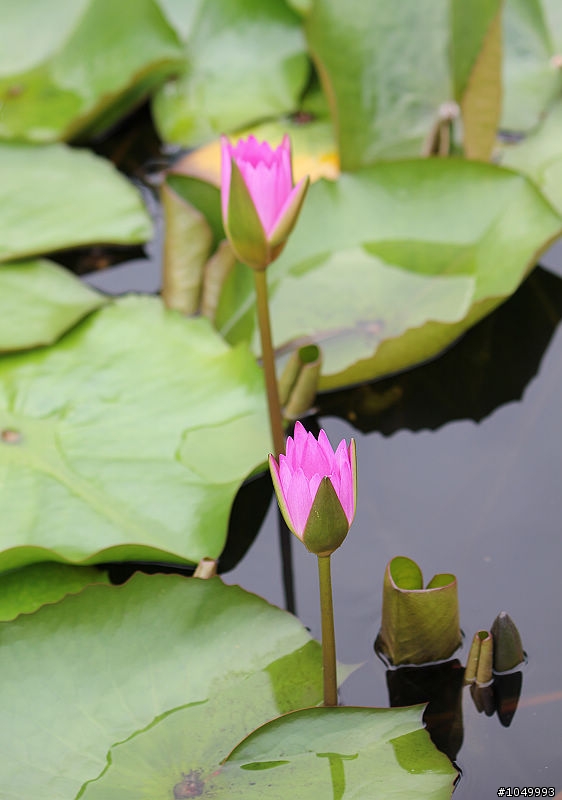 請分享最新花況!"花況分享樓"