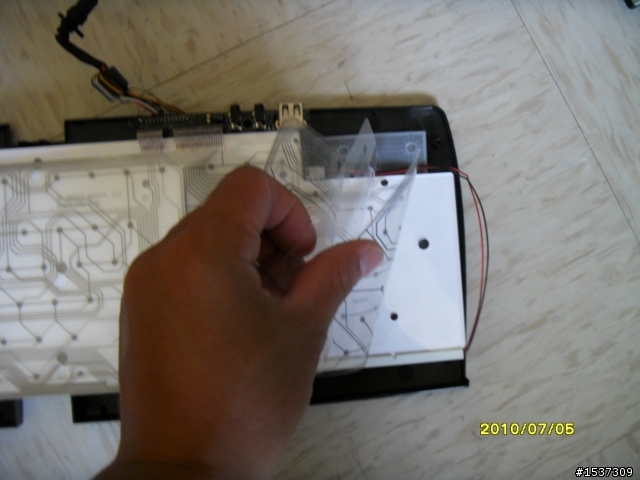 心血來潮~~~黑腹狼蛛  拆了