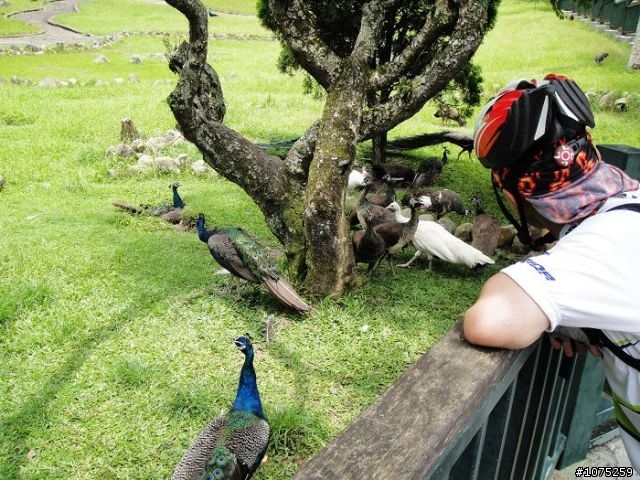 (照片)20100701日月潭三人行之探索新路線