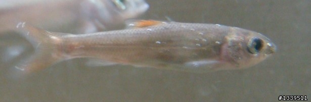 求助，小魚身上有白點(附圖)