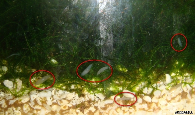 【求助】水草缸裡長出怪蟲 (附圖)