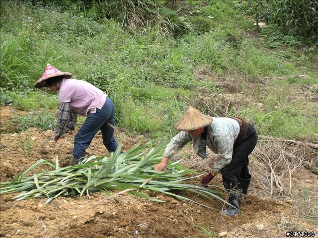 員山鄉四埤奇旅