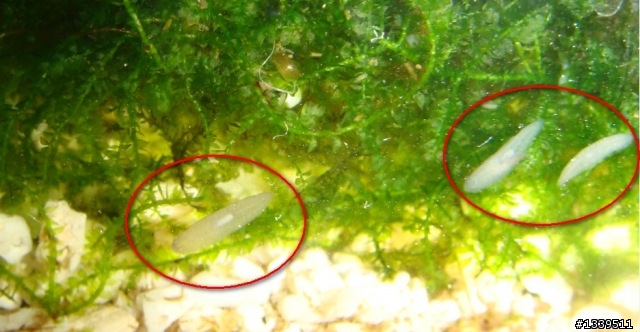 【求助】水草缸裡長出怪蟲 (附圖)