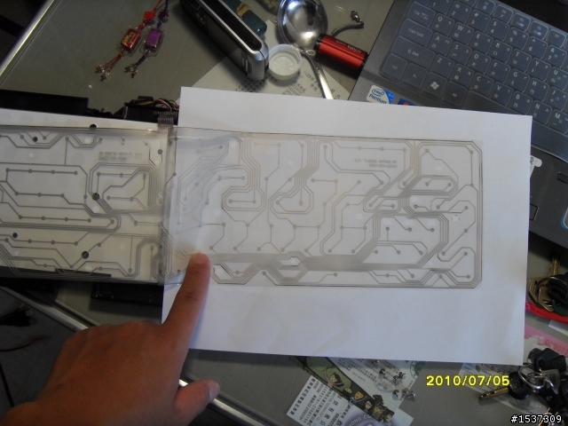 心血來潮~~~黑腹狼蛛  拆了