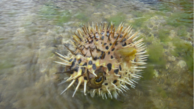 帶著TX5去東北角浮濳