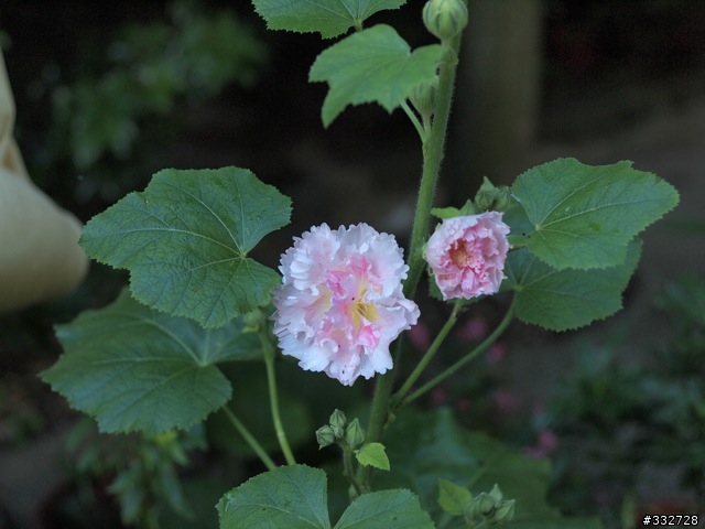 EPL1+Leica Summicron-C 40mm f/2