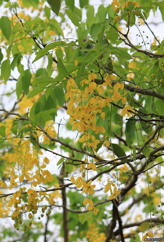 請分享最新花況!"花況分享樓"