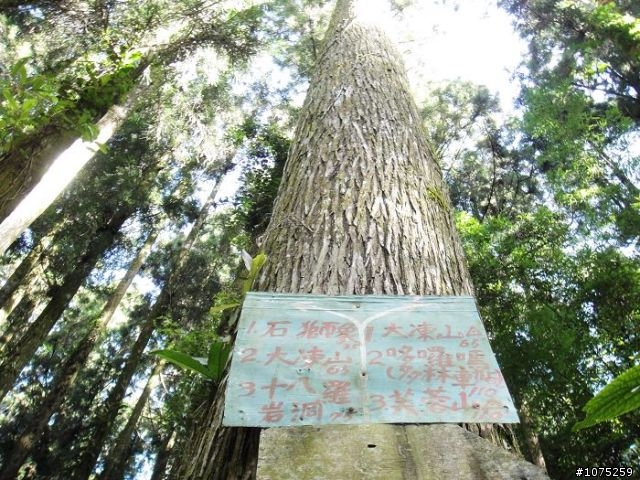 (照片)20100703奮起湖大凍山登山健行