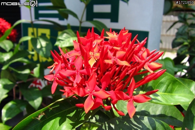 [號召] Canon IXUS 300 HS 一起來蓋樓囉