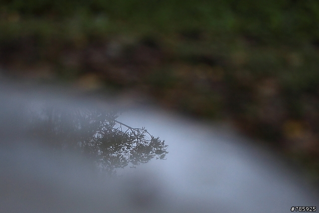 我的微距攝影大夢~Canon 100 F2.8L Macro