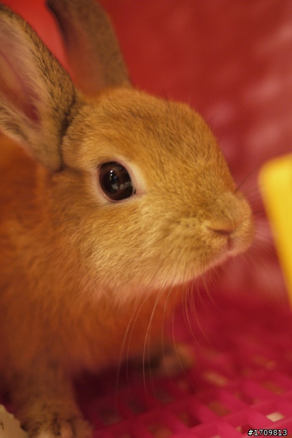 GF1 拍拍的(((兔寶貝))) 一起來蓋 兔寶 大樓拔~~~