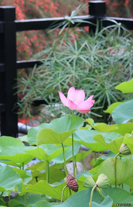 請分享最新花況!"花況分享樓"