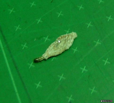 請問這是何種生物的幼蟲
