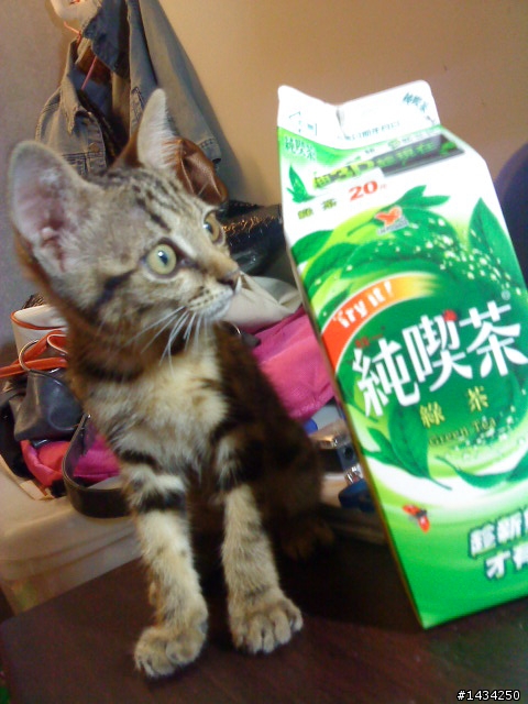 就在剛剛...我樓下撿了一隻小虎斑
