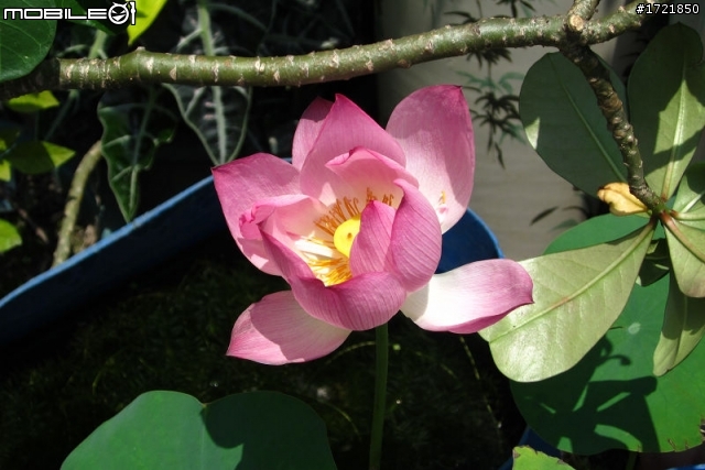 [號召] Canon IXUS 300 HS 一起來蓋樓囉
