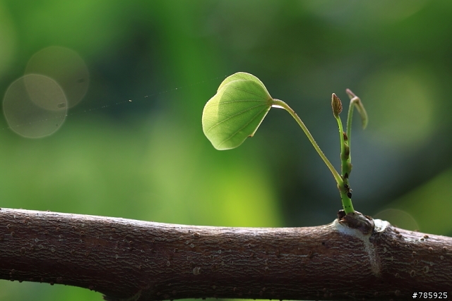 我的微距攝影大夢~Canon 100 F2.8L Macro