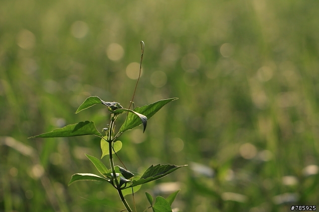 我的微距攝影大夢~Canon 100 F2.8L Macro
