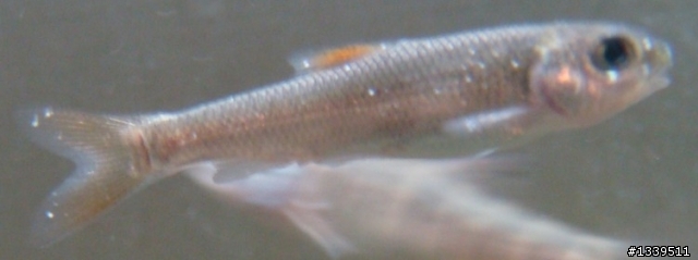 求助，小魚身上有白點(附圖)