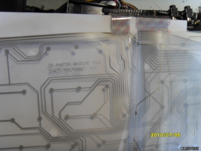 心血來潮~~~黑腹狼蛛  拆了