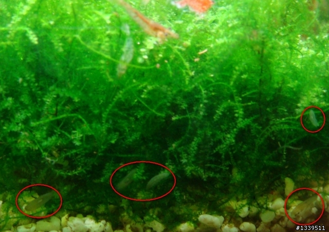 【求助】水草缸裡長出怪蟲 (附圖)