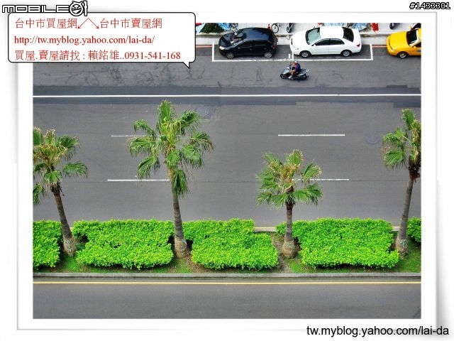 美國華盛頓椰子樹,消失中的台中文心路上美國華盛頓椰子樹,台中市捷運興建進度,台中椰子樹