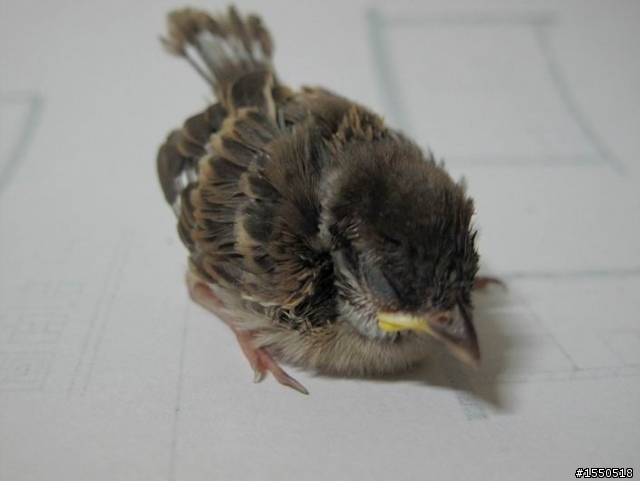 真有緣的“鳥事”(有治療鳥腿骨折經驗的版友麻煩來看一下)