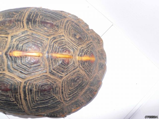 保育類動物-食蛇龜救援紀錄