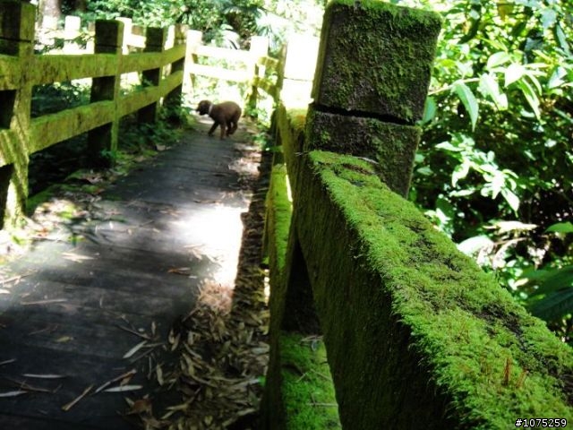 (照片)20100703奮起湖大凍山登山健行