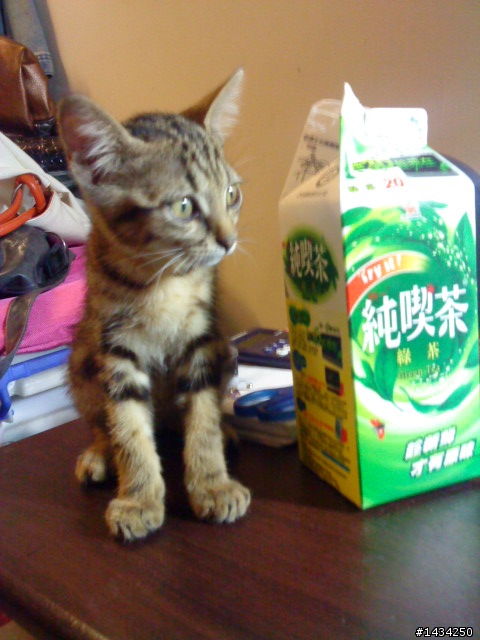 就在剛剛...我樓下撿了一隻小虎斑