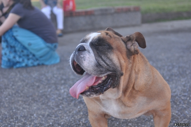 來我家一年的收養的兒子（英國鬥牛犬）