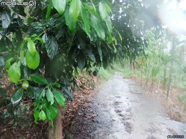 20100725嘉義阿里山公路公田路線探勘..算是成功啦!!