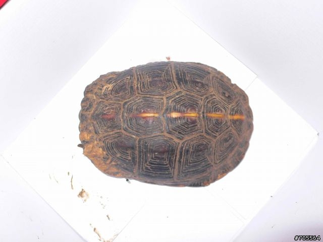 保育類動物-食蛇龜救援紀錄