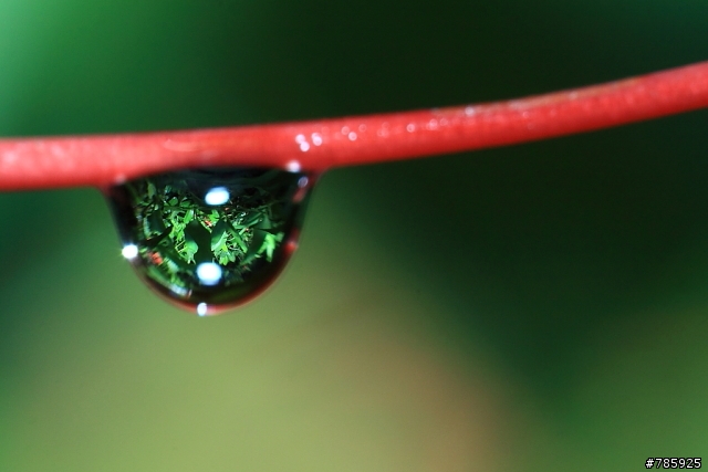 我的微距攝影大夢~Canon 100 F2.8L Macro
