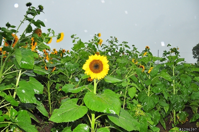 7/26北海道自助,我回來了,悶阿!!