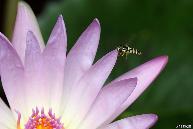 我的微距攝影大夢~Canon 100 F2.8L Macro