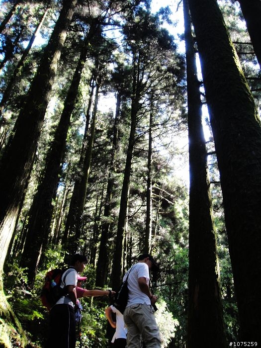(照片)20100703奮起湖大凍山登山健行