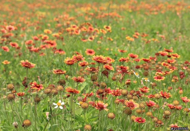 請分享最新花況!"花況分享樓"