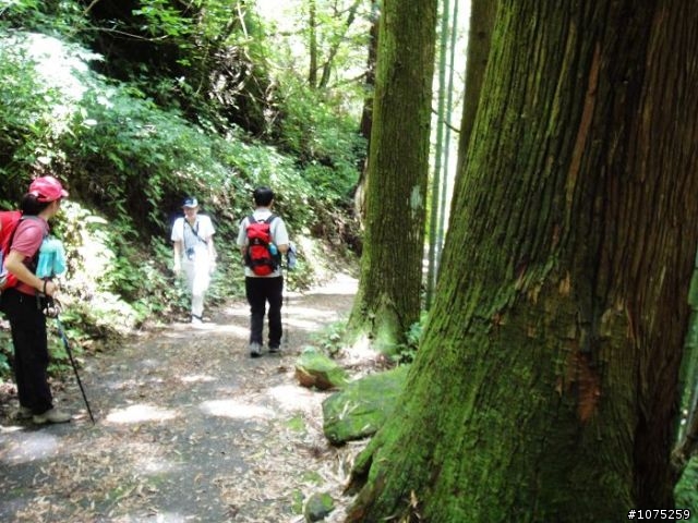 (照片)20100703奮起湖大凍山登山健行