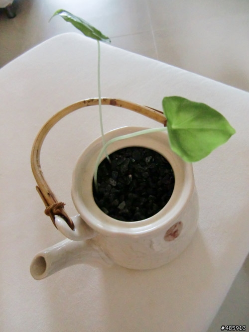 < 室內植栽 > 姑婆芋