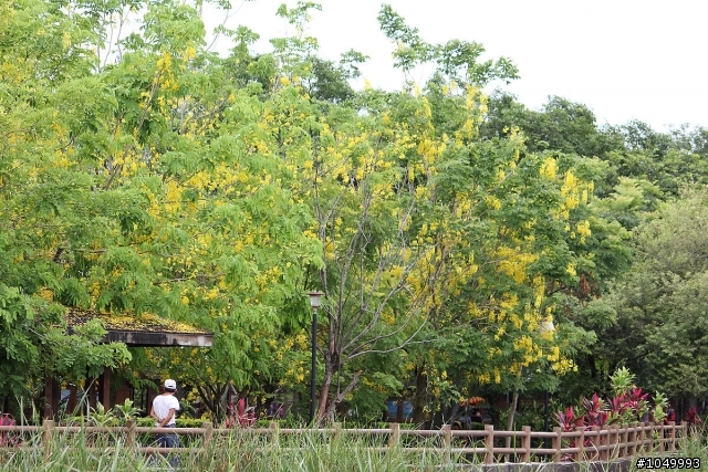 請分享最新花況!"花況分享樓"