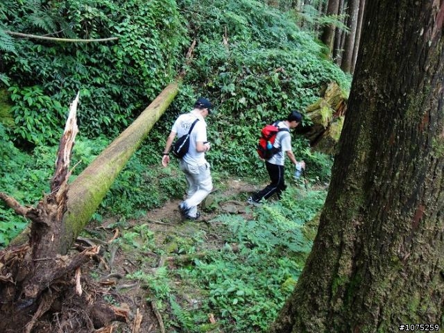 (照片)20100703奮起湖大凍山登山健行