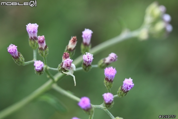 [開箱] - Canon EF-S 60mm f/2.8 Macro USM