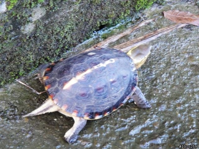 (照片)20100731後棟山賞景泡茶行